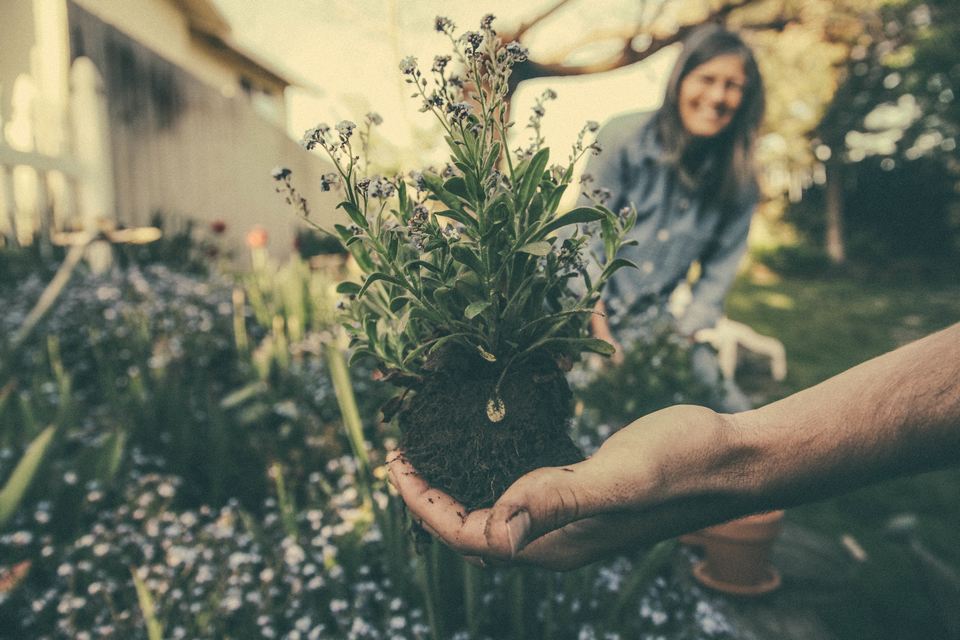 L’engrais et le compost présentent-ils un danger pour la personne allergique?
