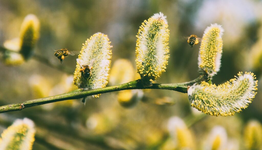 pollen