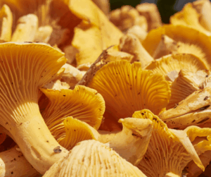 allergie champignon