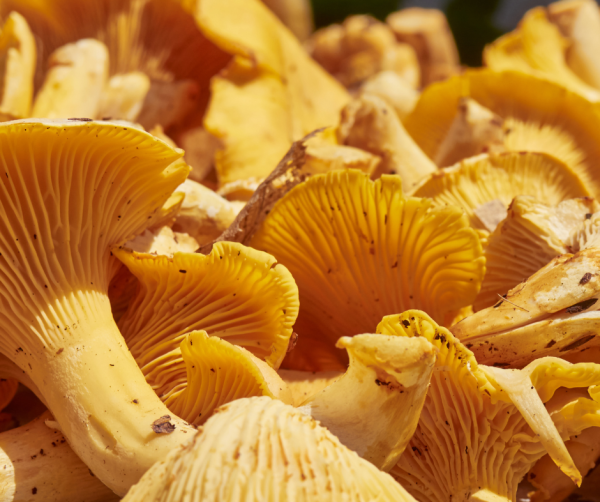 allergie champignon
